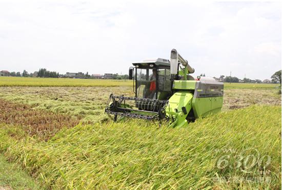 中联重科PL50水稻机抢收倒伏水稻